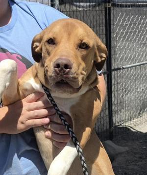 Anika, Basset Hound, young, available for adoption