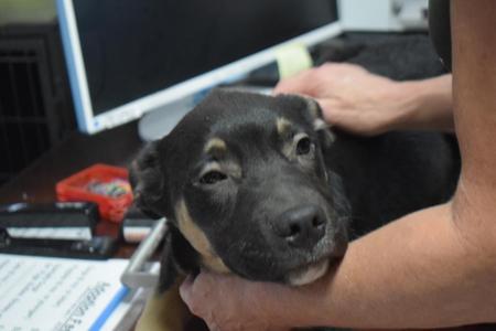 Atlas, German Shepherd Dog, puppy, available for adoption