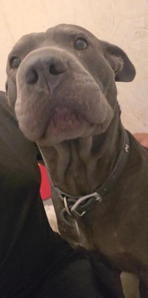 A close-up of a gray dog with a black collar, looking up with its tongue slightly out.