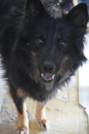 Clementine (Corn), German Shepherd Dog, adult, available for adoption