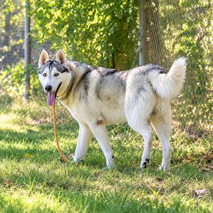 Enso, Husky, young, available for adoption