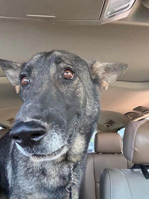 A close-up of a German Shepherd dog sitting in the passenger seat of a car, looking towards the camera with its ears perked up.