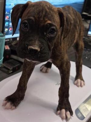 Claressa (Boxer P3), Boxer, puppy, available for adoption