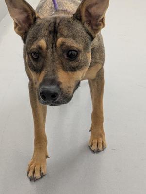 Felix (A1839733), Shepherd, adult, available for adoption