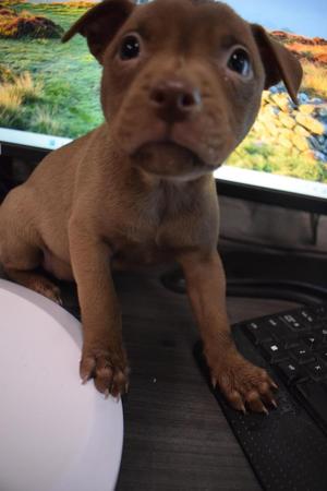 Chocolate (Accord P5), American Bulldog, puppy, available for adoption