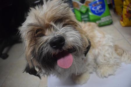 Brisa, Lhasa Apso / Shih Tzu, puppy, available for adoption