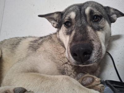 A close-up of a dog with grey and tan fur lying down and looking at the camera.