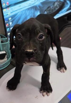 Dmitry (Boxer P4), Boxer, puppy, available for adoption