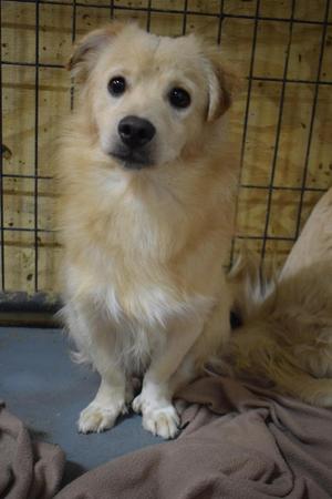 A light-colored dog sitting on a blanket in front of a wire fence.