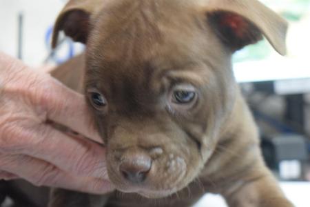 A close-up of a brown puppy being gently held by a person's hand. The puppy has large, expressive eyes and floppy ears.