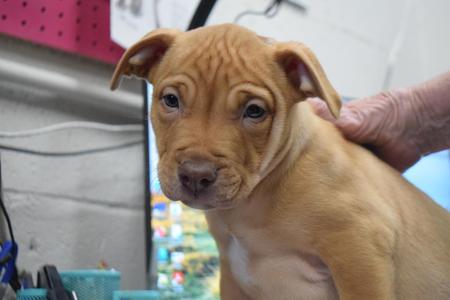 Caliber (Accord P2), American Bulldog, puppy, available for adoption