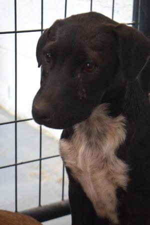 Cindy (Road Girl P2), Labrador Retriever, puppy, available for adoption
