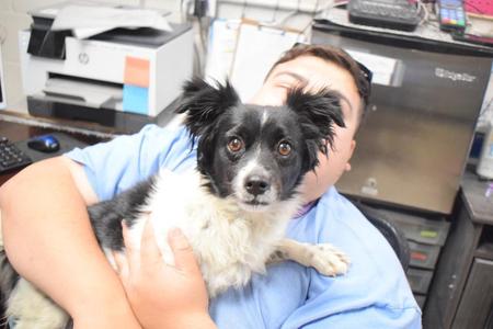 Capone, Chihuahua, young, available for adoption