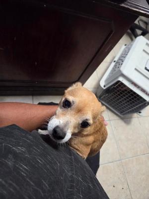 Chester (L624 D8), Chihuahua, young, available for adoption