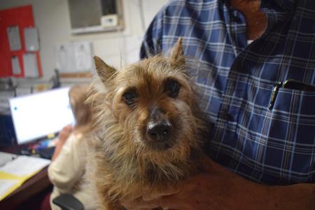 Charlie (Kramer), Terrier / Schnauzer, adult, available for adoption