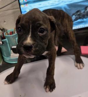 Ali (Boxer P2), Boxer, puppy, available for adoption