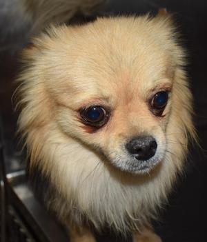 Ace (Pom Pom) (Tuesday 1), Pomeranian, adult, available for adoption