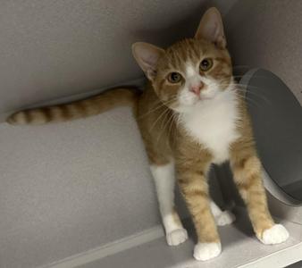 A small orange and white kitten with large eyes standing on a gray surface.