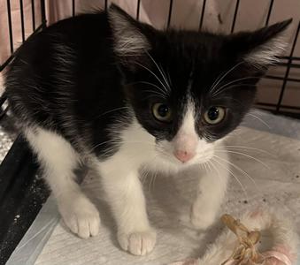 Barbara, young, available for adoption