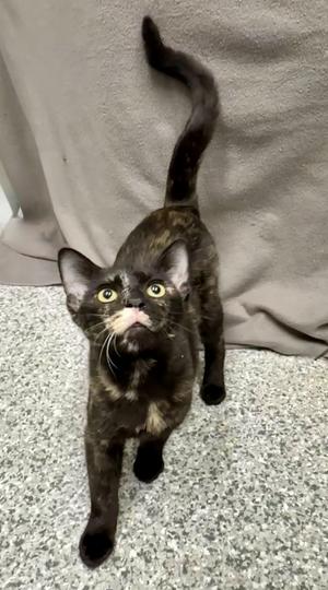 Kriston, young, available for adoption