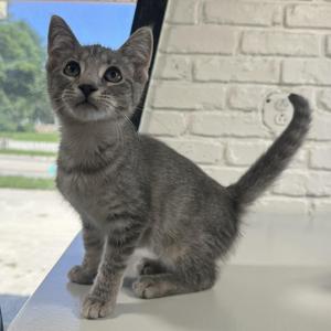A gray tabby kitten sitting on a white surface, looking up with wide eyes.