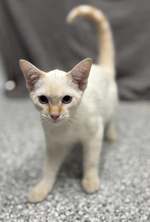 A white cat with a curved tail standing on a gray carpet