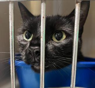 Toothless, adult, available for adoption