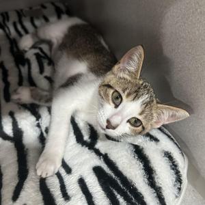 April, young, available for adoption