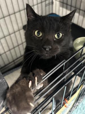 Mr. Mistoffelees, adult, available for adoption