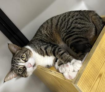 Halo, adult, available for adoption