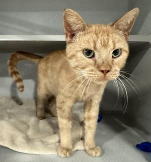 Howdy, adult, available for adoption