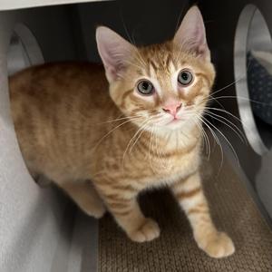 Fritter, young, available for adoption