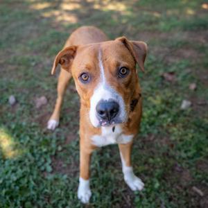 A brown and white dog with floppy ears standing on grass, looking directly at the camera.