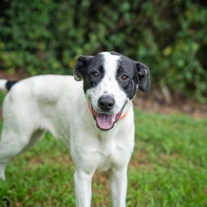 Iris, Hound, adult, available for adoption