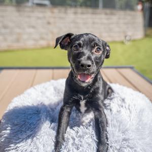 Stefan, Terrier, young, available for adoption