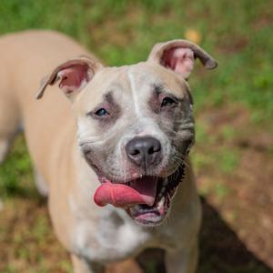 Marley, Terrier, adult, available for adoption