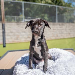 Chi, Terrier, young, available for adoption