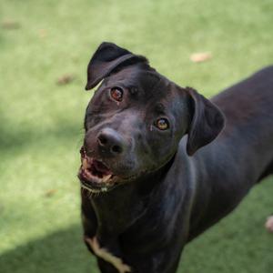 Lucky, Mixed Breed (Medium), adult, available for adoption