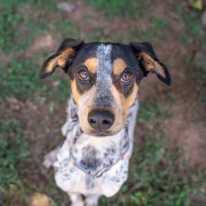 A close-up of a dog with a black, white, and brown coat, looking directly at the camera.