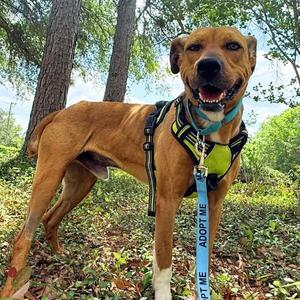 Colby, Mixed Breed (Medium), adult, available for adoption
