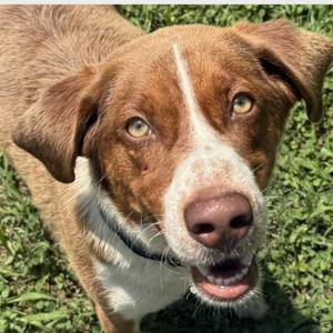 Oscar, Hound, adult, available for adoption