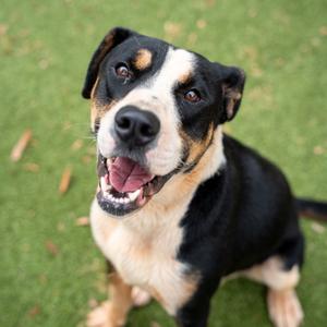 Boo boo, Terrier, adult, available for adoption