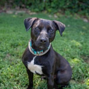 A black pit bull mix dog with a white chest patch sitting on a lawn, wearing a blue and patterned collar.