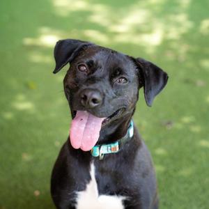 Luke, Mixed Breed (Medium), adult, available for adoption