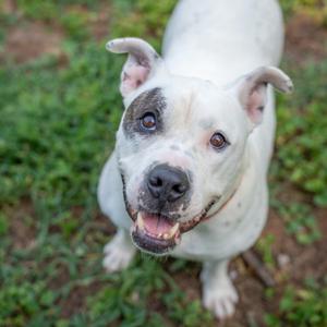 Rascal, Terrier, adult, available for adoption