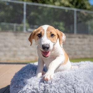 Brandy, Husky, young, available for adoption