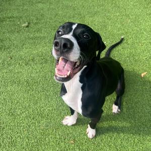 Duke, Coonhound, Treeing Walker, adult, available for adoption