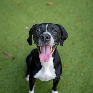 A black and white dog with floppy ears and a pink tongue sticking out, standing on green grass.