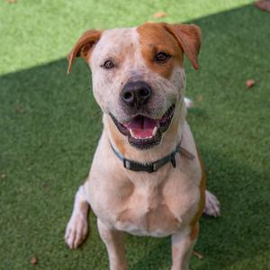 Jerry, Mixed Breed (Large), adult, available for adoption