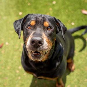 Moose, Rottweiler, senior, available for adoption